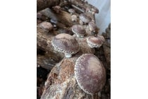 ◎WEB予約でリボンポイント3ポイント◎【西尾発】*日帰り昼食付*『GW(ゴールデンウィーク)プチ旅 ミステリーツアー』3